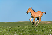 HOR 02 KH0010 01 Dun Mustang Foal Galloping In Field