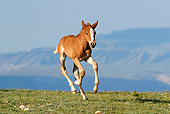 HOR 02 KH0011 01 Chestnut Mustang Foal Galloping In Field