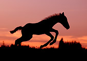 HOR 02 KH0012 01 Silhouette Of Mustang Foal Galloping In Field