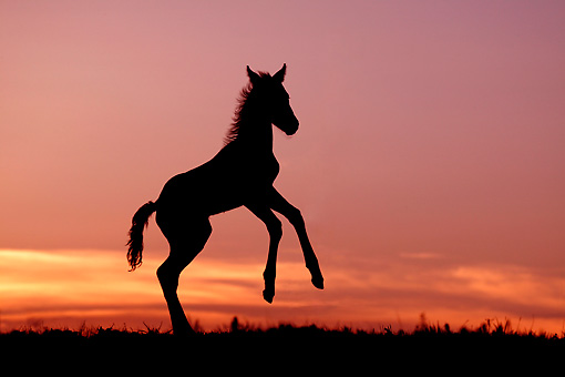 Wild Mustangs Rearing