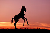 HOR 02 KH0013 01 Silhouette Of Mustang Foal Rearing In Field