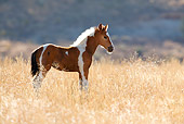 HOR 02 KH0016 01 Bay Pinto Mustang Foal Standing In Field