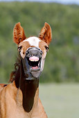 HOR 02 KH0020 01 Close-Up Of Dun Mustang Foal Yawning In Field