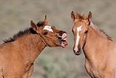 HOR 02 KH0021 01 Close-Up Of Dun Mustang Foals Playing In Field