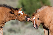 HOR 02 KH0022 01 Close-Up Of Dun Mustang Foals Playing In Field