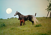 HOR 02 RK0243 02Dapple Gray Arabian Mare With Bay Foal Standing In Tall Grass Hill Fence Full Moon