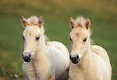 HOR 02 SS0024 01Norwegian Fjord Foals Standing In Pasture