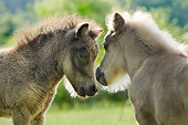 HOR 03 MB0053 01Portrait Of Two Foals Standing Face To Face In Meadow