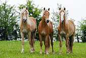 HOR 03 SS0029 01Three Haflinger Colts Standing In Pasture