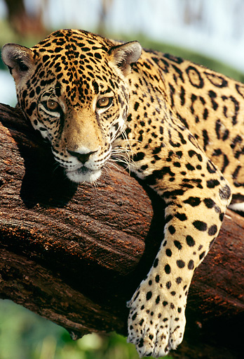 jaguar - Animal Stock Photos - Kimballstock