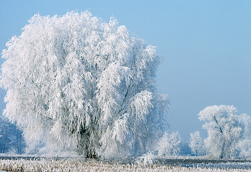 Willow Tree Winter