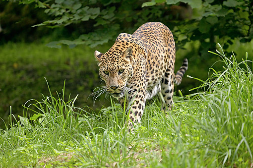 Leopard - Animal Stock Photos - Kimballstock