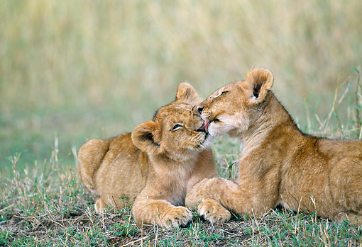 lion king kissing cubs