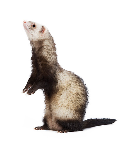 Standing Ferret