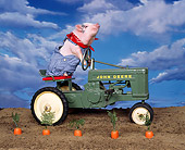 pig driving tractor