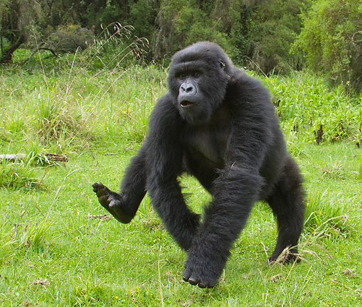black back gorilla