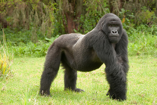 Threatening - Animal Stock Photos - Kimballstock