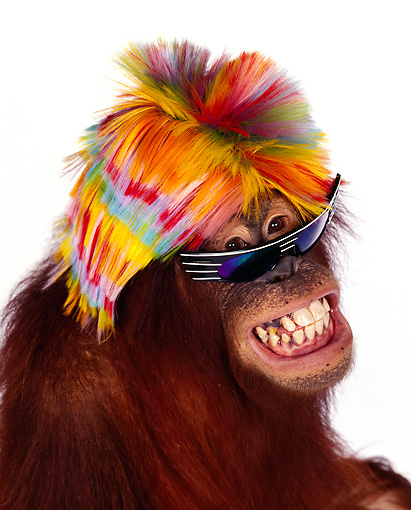Orangutan With Sunglasses