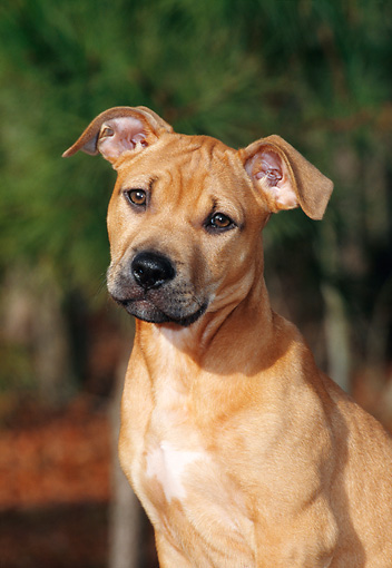 Buckskin - Animal Stock Photos - Kimballstock