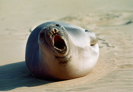 Barking Seal