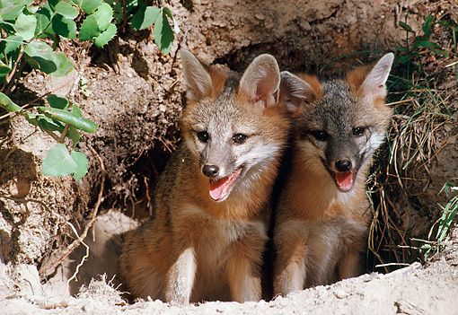 Gray Fox Den