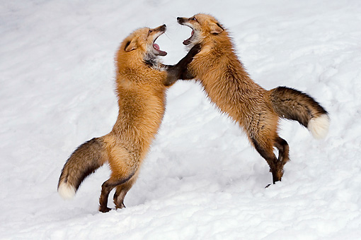 Foxes Fighting