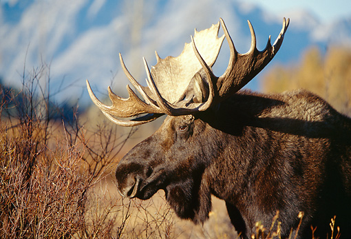 Moose - Animal Stock Photos - Kimballstock