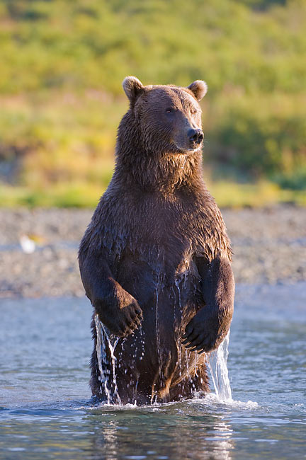 bear long legs