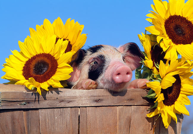 sunflower pig - Animal Stock Photos - Kimballstock