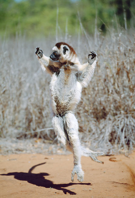 Hopping Animal Stock Photos Kimballstock