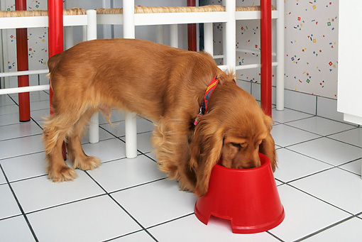 spaniel dog bowls