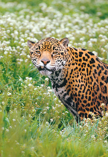 Shoulder Shot Of Jaguar In White Flower Field | Kimballstock