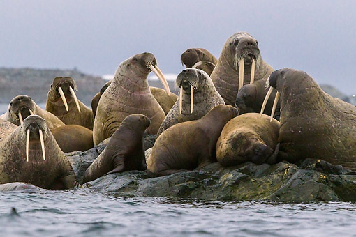 Walrus - Car Stock Photos - Kimballstock