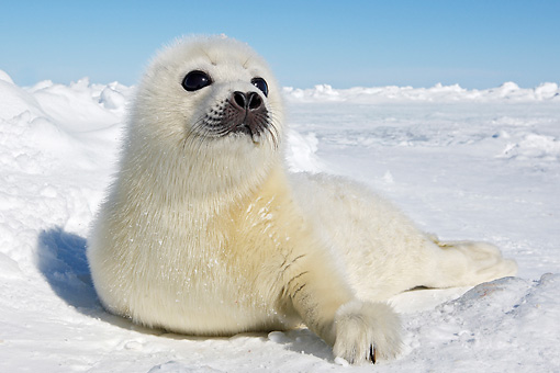 Harp Seal - Animal Stock Photos - Kimballstock