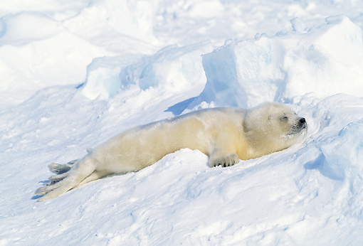 harp seal - Animal Stock Photos - Kimballstock